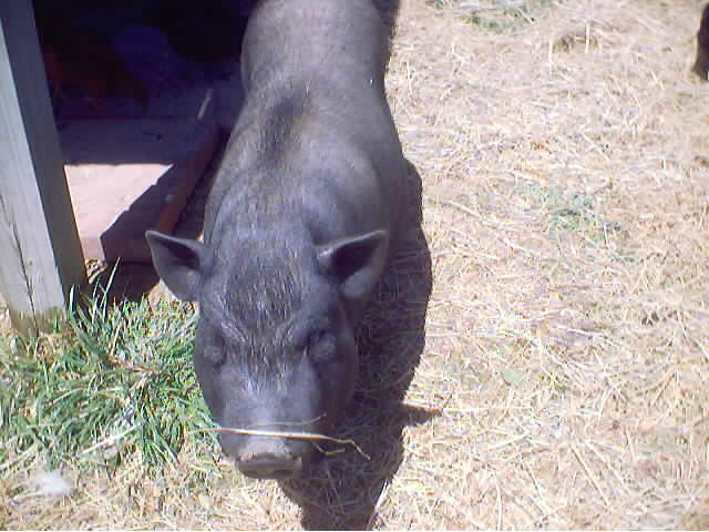 Bertha Grass Nose