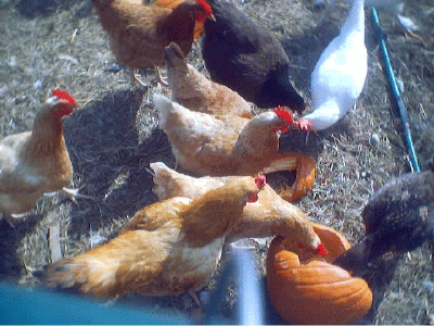 Chickens and Pumpkins for Piggies