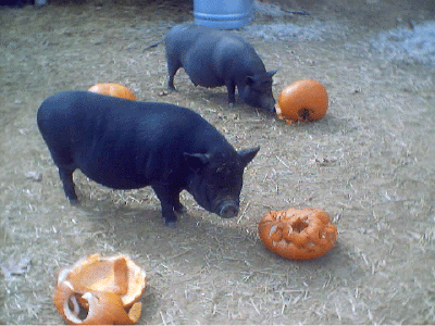 Pumpkins and Piggies